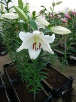 [3518 PO34 Villa Blanca No101.JPG]